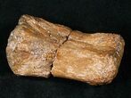 Bargain Dinosaur Bone - Hadrosaur Metatarsal (Toe) #13993-1